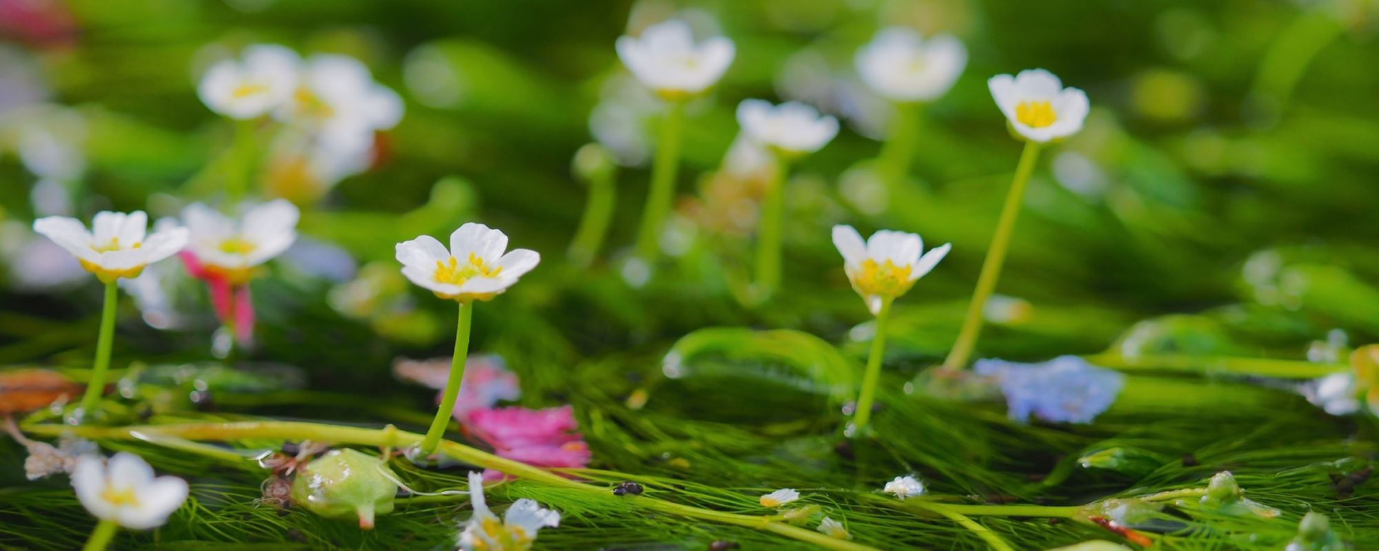 醒井 地蔵川の梅花藻