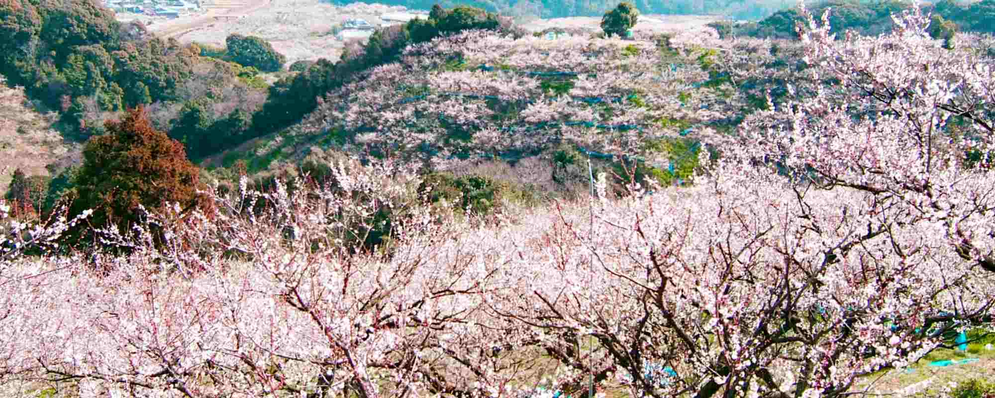 南部梅林