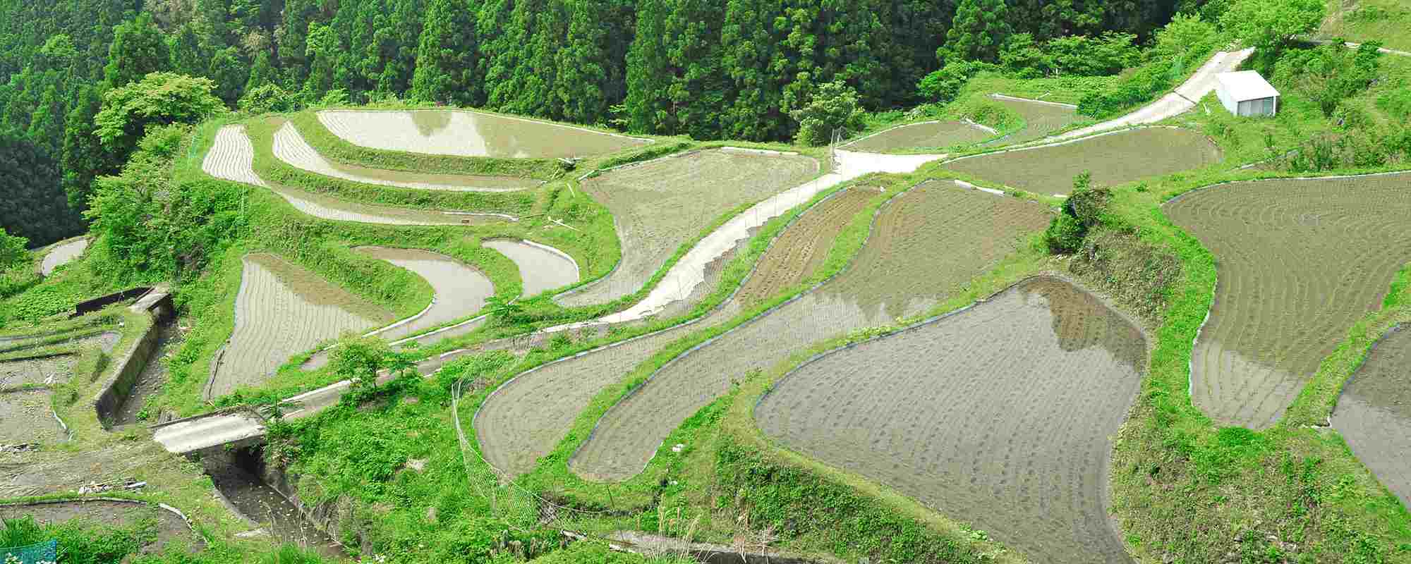 樫原の棚田