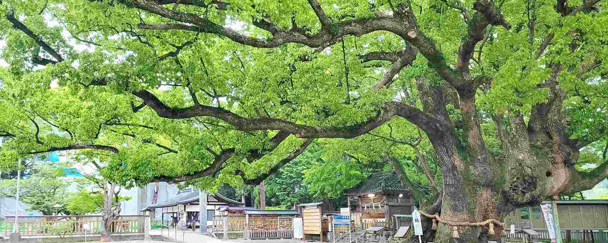 大麻比古神社