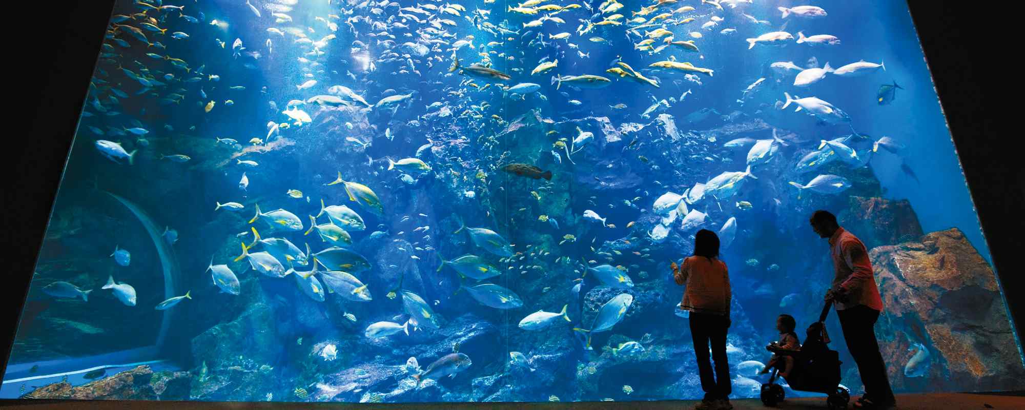 男鹿水族館GAO