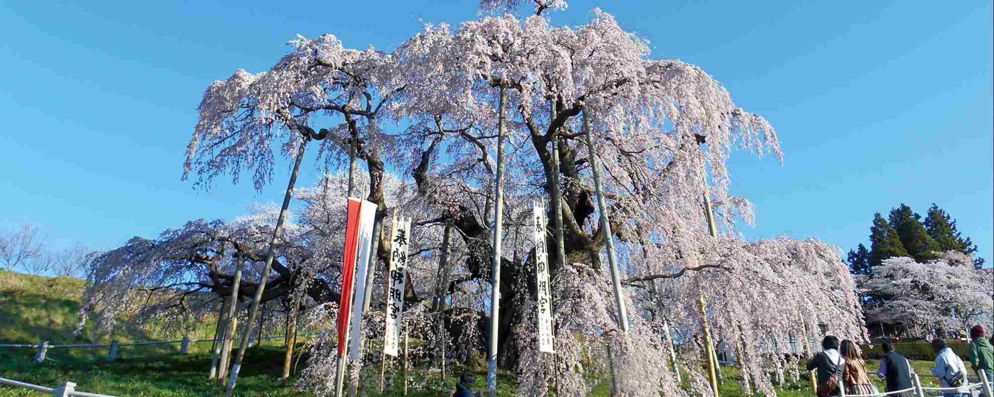 三春滝桜