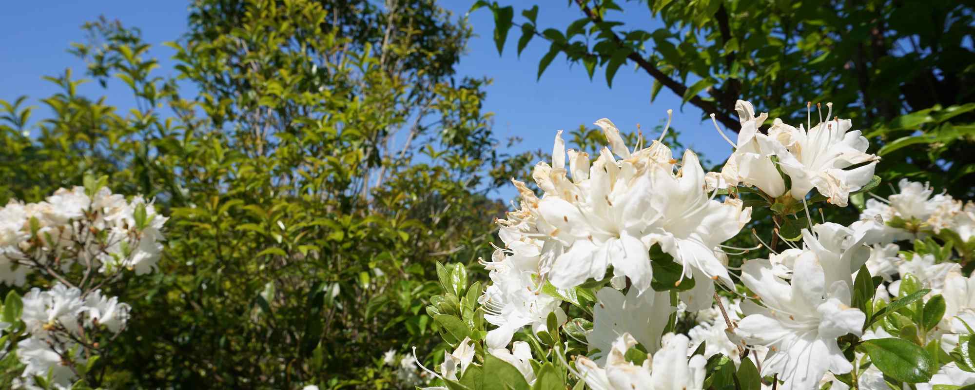 花見山公園