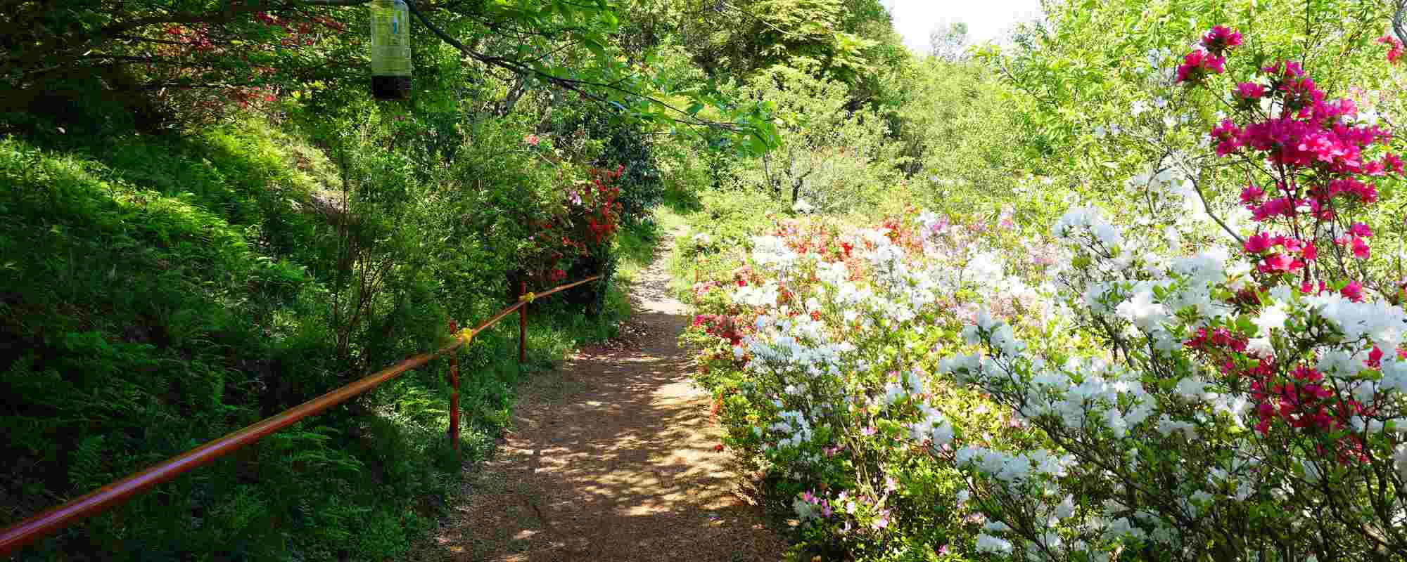 花見山公園