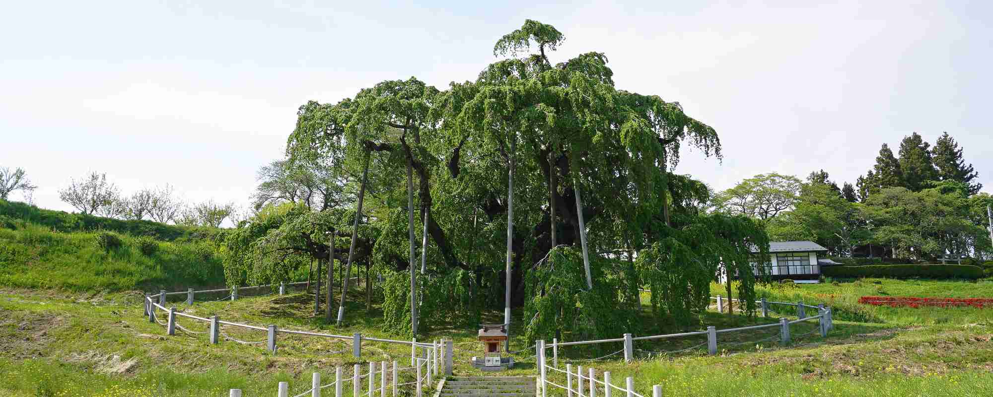 三春滝桜