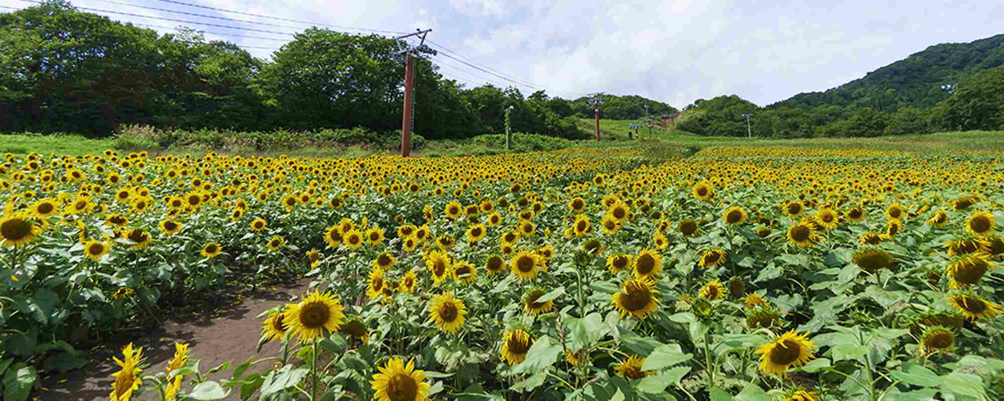 三ノ倉高原花畑