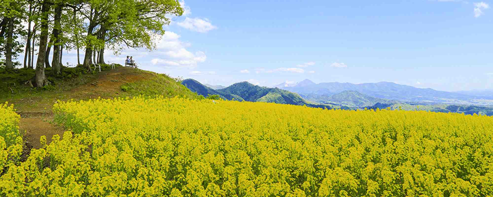 三ノ倉高原花畑