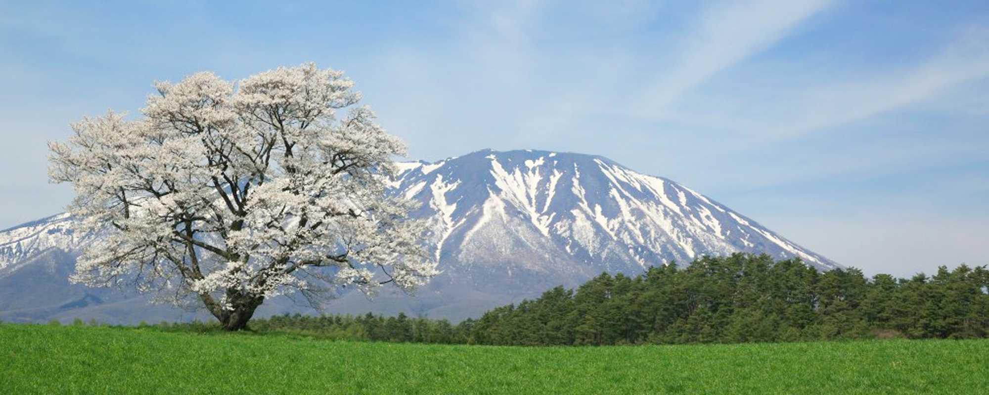 小岩井農場