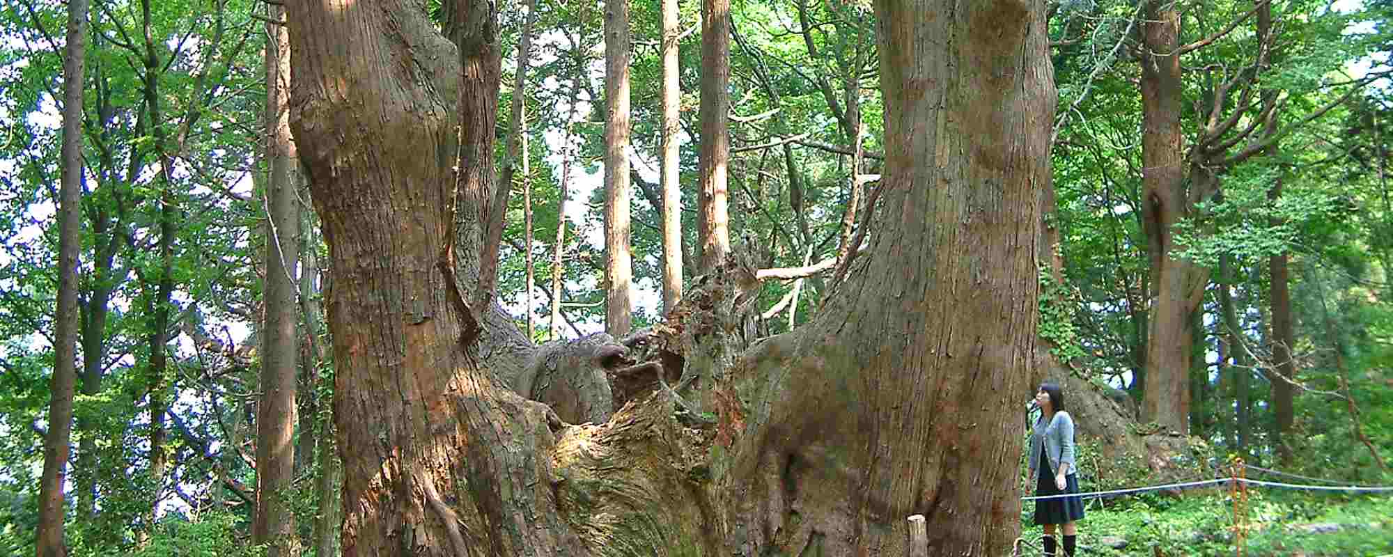 幻想の森