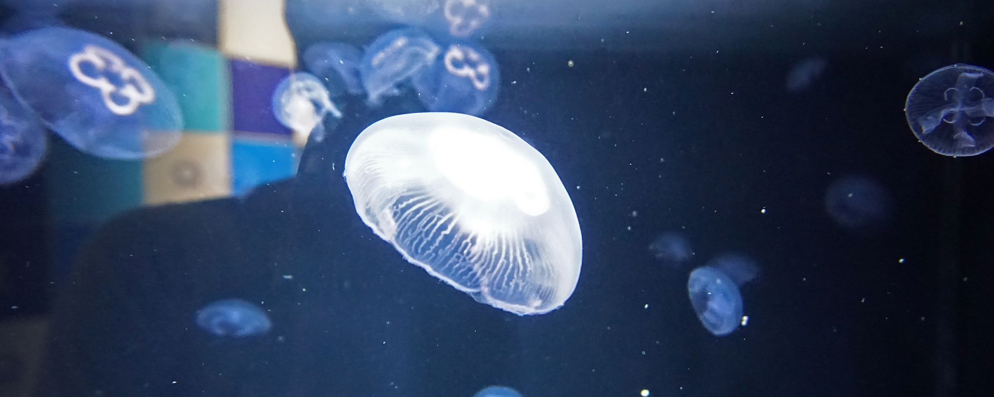 加茂水族館