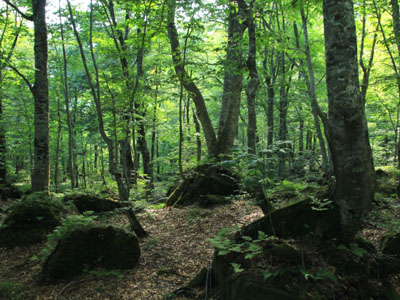 白神山地